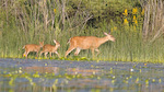 Mule Deer And Fawns Along Shore Of Lake Sammamish